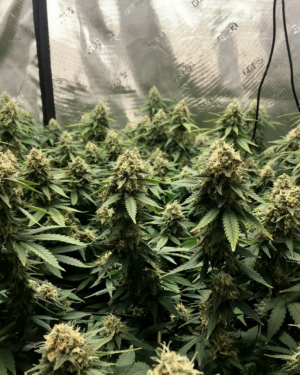 critical mass seeds