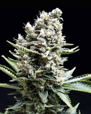 AK47 Feminized Seeds