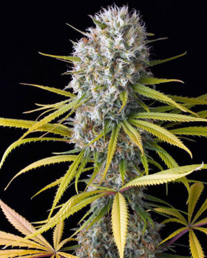 Amnesia Feminized Seeds