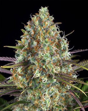 Auto Critical Jack Seeds