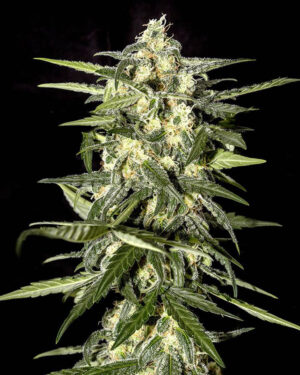 Auto Jack Herer Seeds