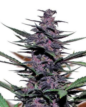 Auto Purple Kush Seeds