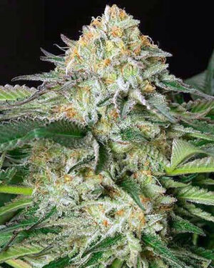 Auto Sour Diesel Seeds