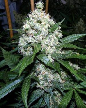 Auto Super Skunk Seeds