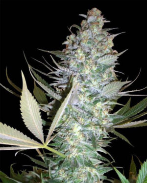 Auto AK47 Seeds