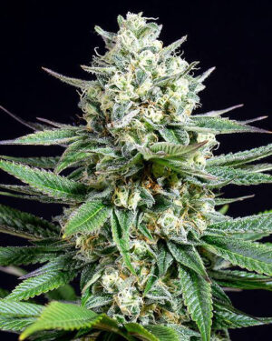 Auto OG Kush Seeds