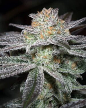 Bubba Kush Feminized Seeds