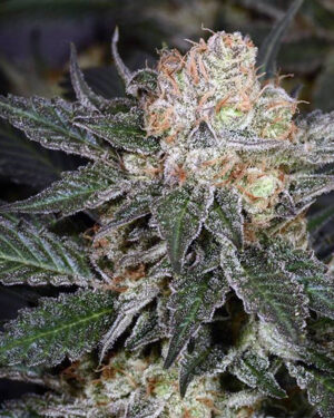 Bubblegum Feminized Seeds