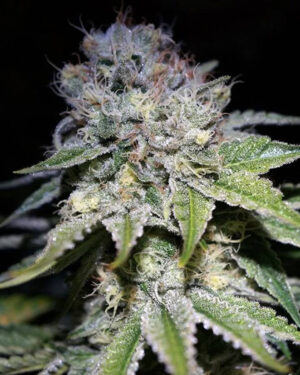 Chocolope Feminized Seeds