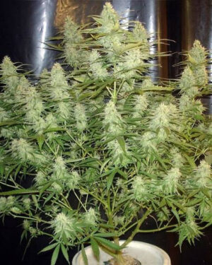 Cinderella 99 Feminized Seeds