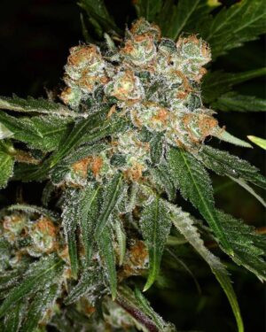 New York Kush Feminized Seeds