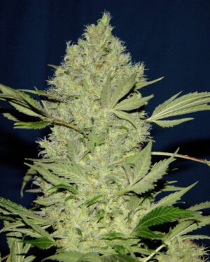 Northern Chronic Feminized Seeds