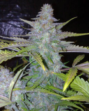 Northern Lights Feminized Seeds