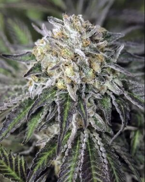 OG Diesel Kush Feminized Seeds