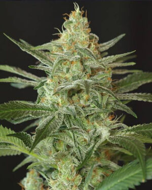 OG Kush Feminized Seeds