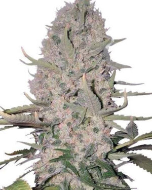 Power Bud Feminized Seeds