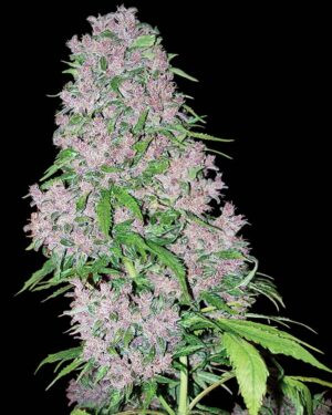 Purple Bud Feminized Seeds