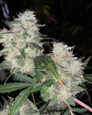 Somango x Critical + Feminized Seeds