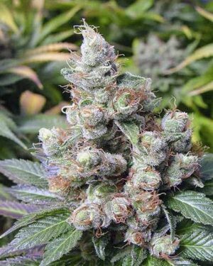 Somango Feminized Seeds