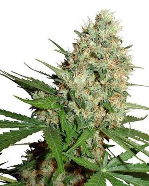 Trainwreck Feminized Seeds