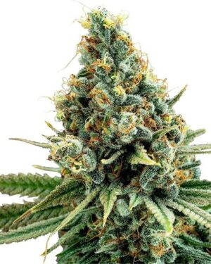 White Amnesia Feminized Seeds