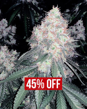 Auto Cherry Pie Seeds
