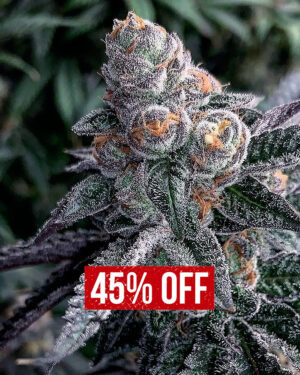 animal cookies