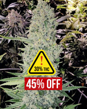 Bruce Banner Seeds