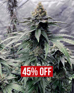 GMO Seeds