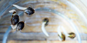 The Best Germination Methods for Cannabis Seeds seeds in water to germinate