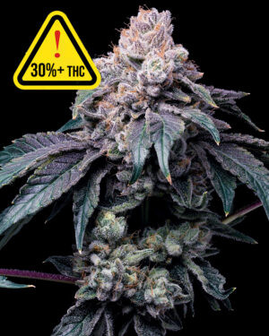 Godfather OG Seeds